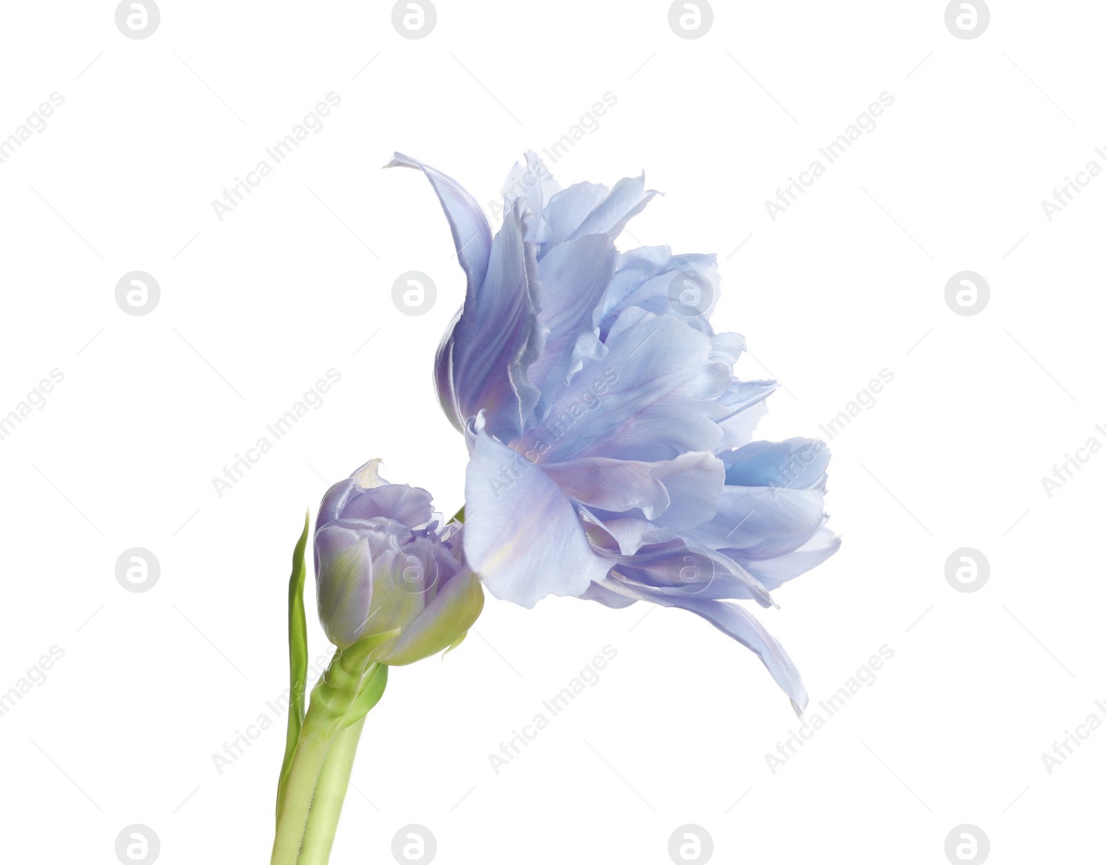 Image of Beautiful blue tulip isolated on white. Bright flower