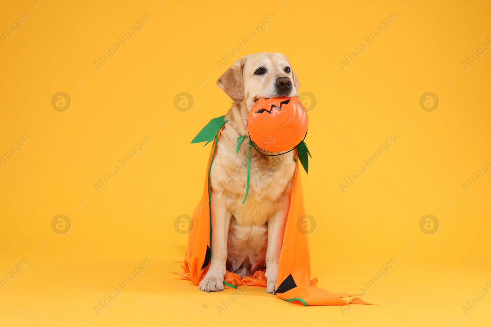 Photo of Cute Labrador Retriever dog in costume with Halloween bucket on orange background
