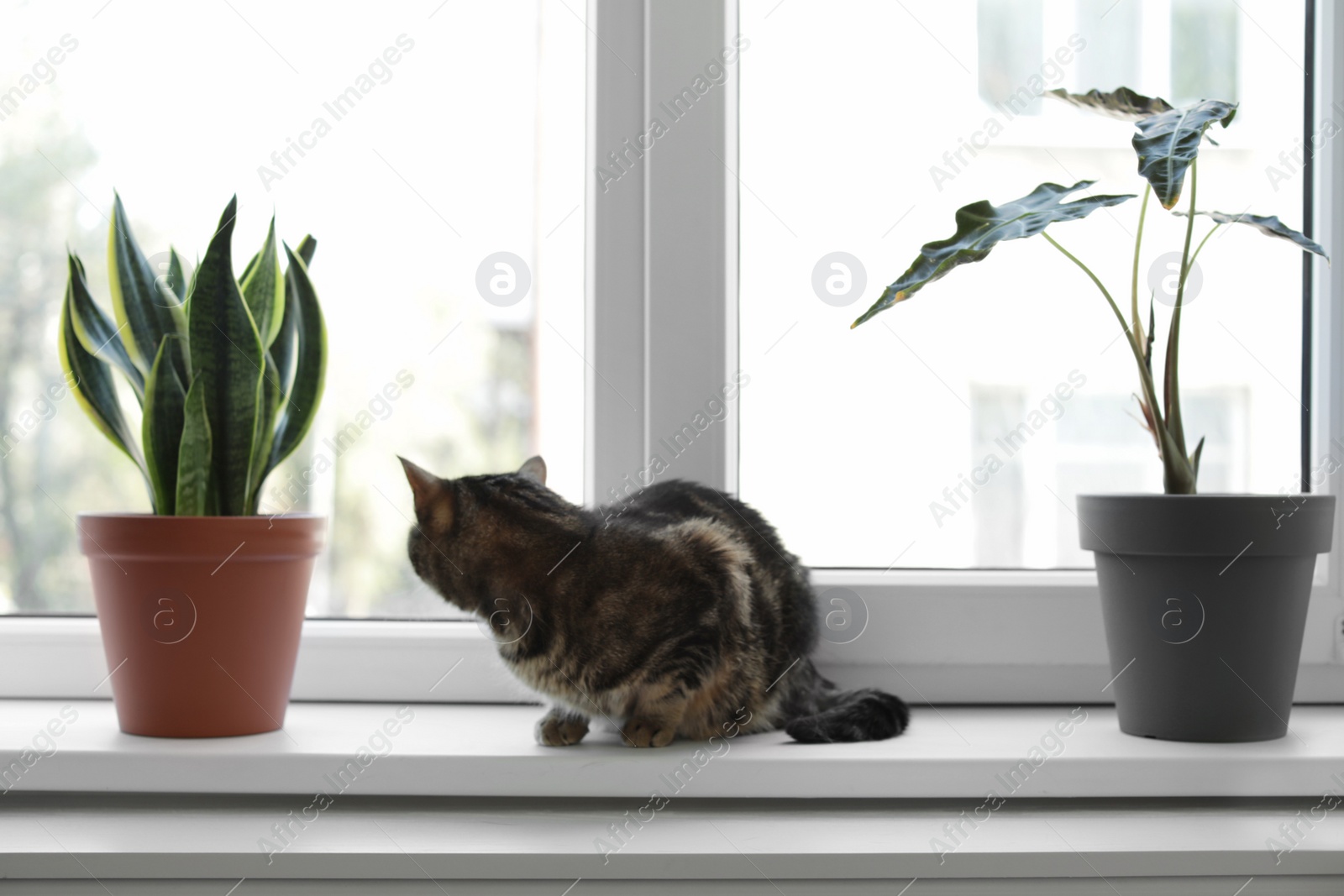 Photo of Adorable cat and houseplants on window sill at home