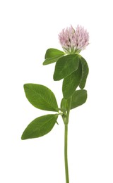 Beautiful blooming clover plant isolated on white