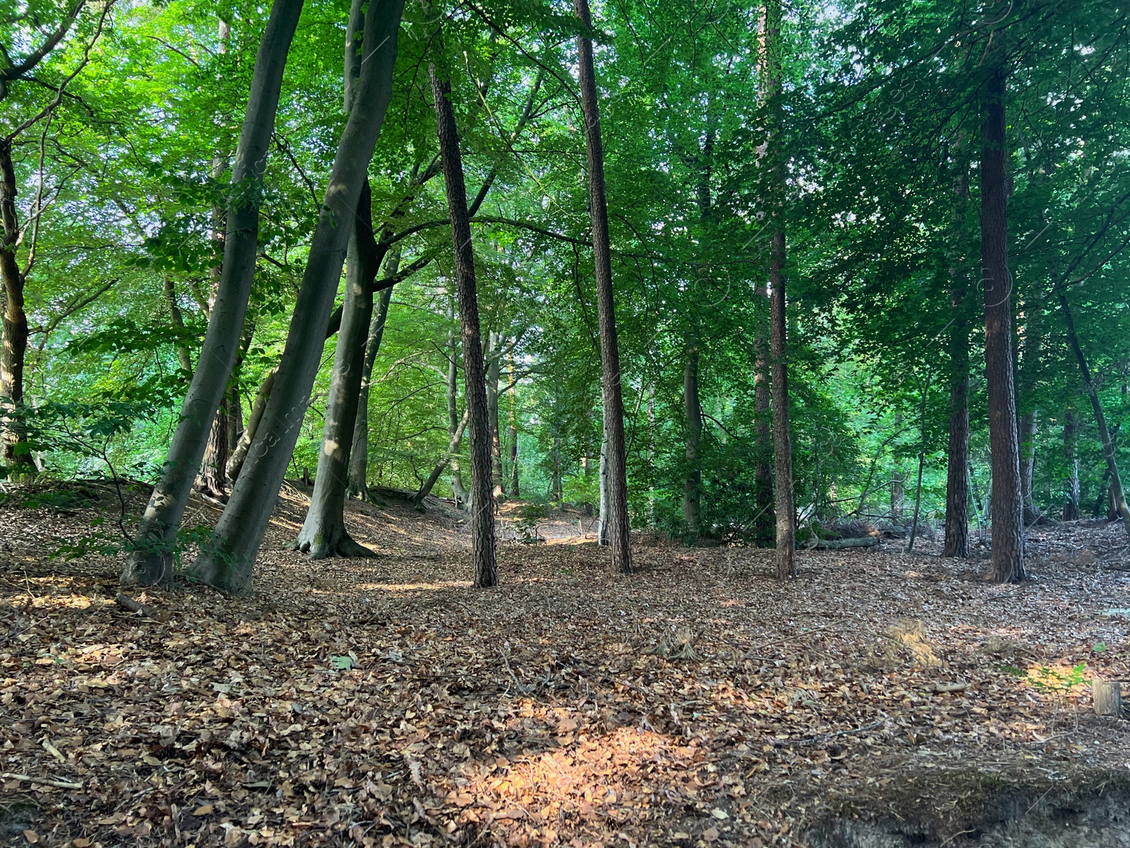 Photo of Beautiful green trees and fallen leaves covering ground in forest