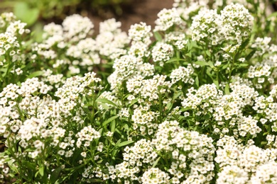 Beautiful spring flowers in garden on sunny day