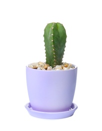 Photo of Beautiful cactus on white background