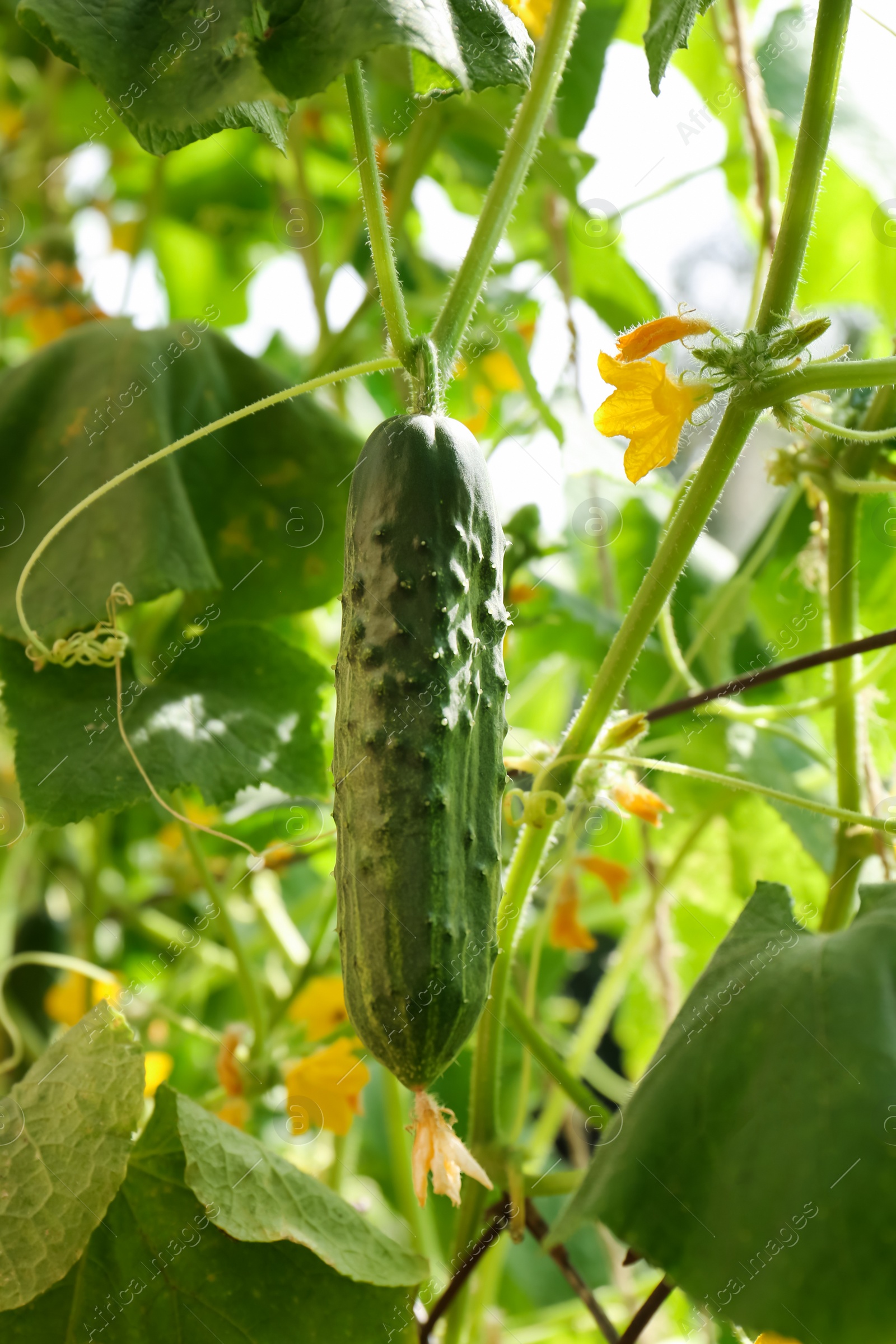 Photo of Closeup view of cucumber ripening in garden on sunny day