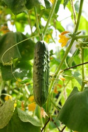 Photo of Closeup view of cucumber ripening in garden on sunny day
