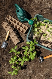 Beautiful seedlings in container and crate prepared for transplanting on ground outdoors, flat lay