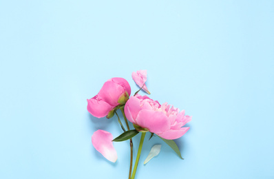 Beautiful peonies on light blue background, flat lay