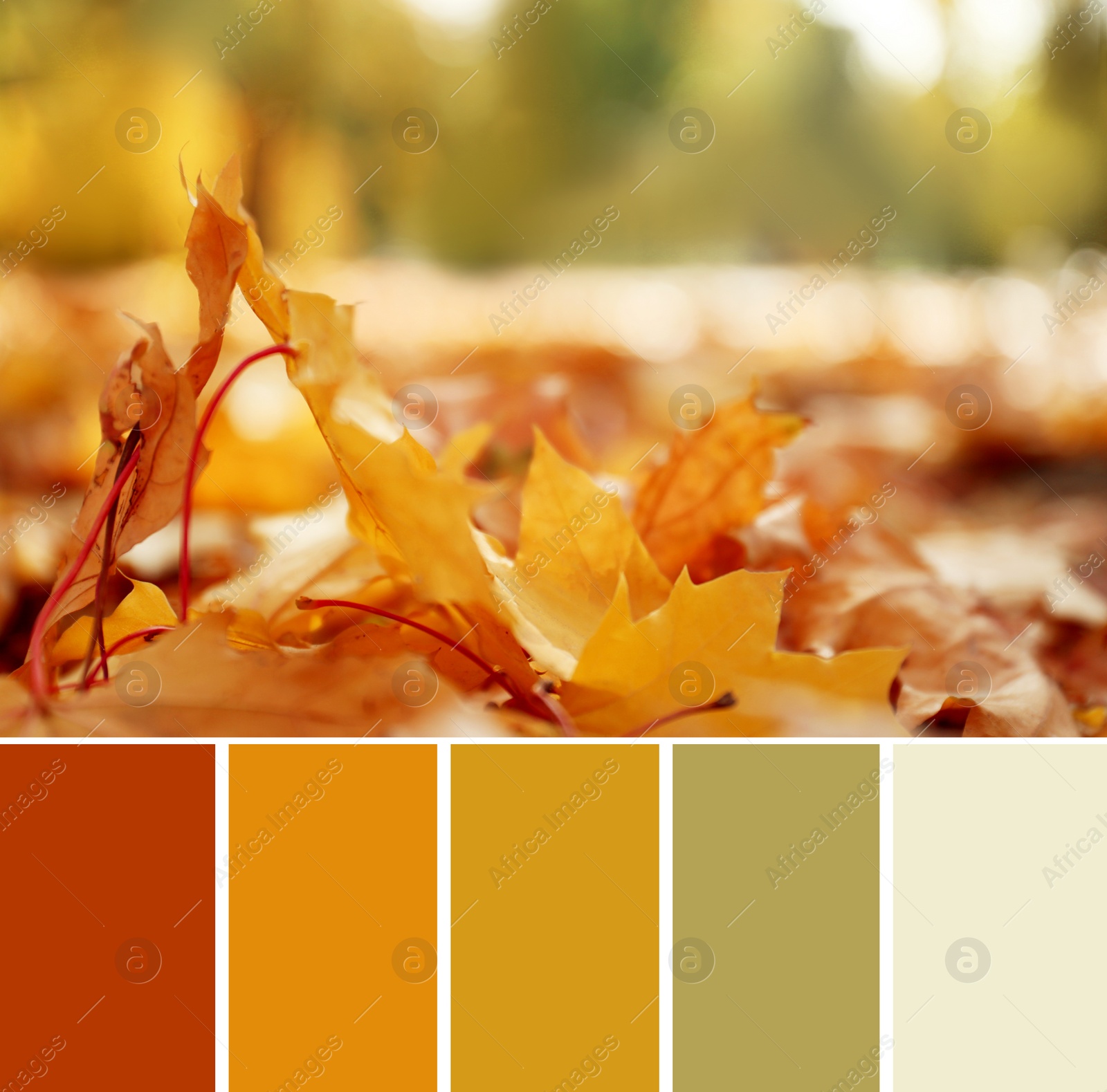 Image of Palette of autumn colors and yellow leaves on ground in park, closeup