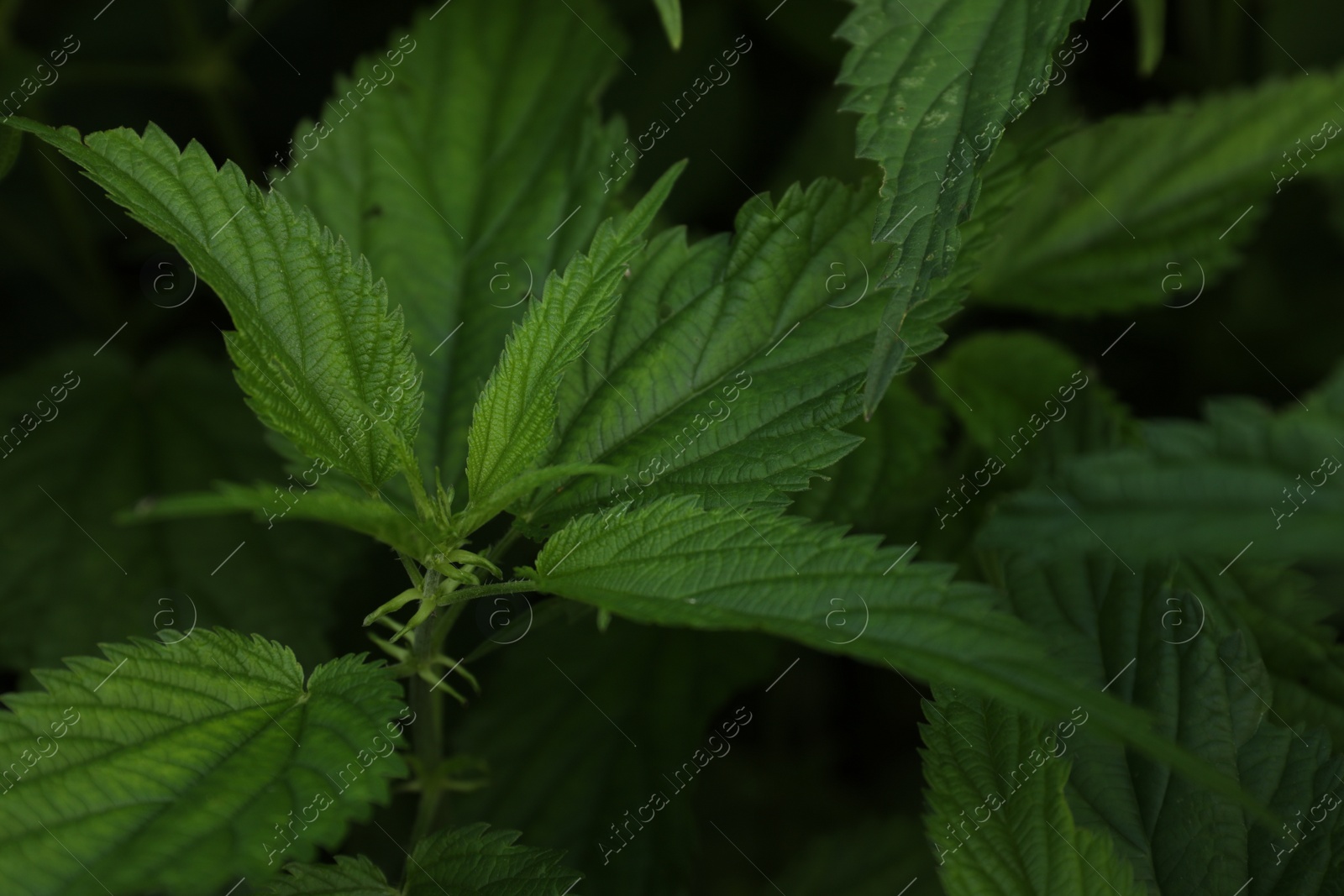 Photo of Beautiful green stinging nettle growing outdoors, closeup