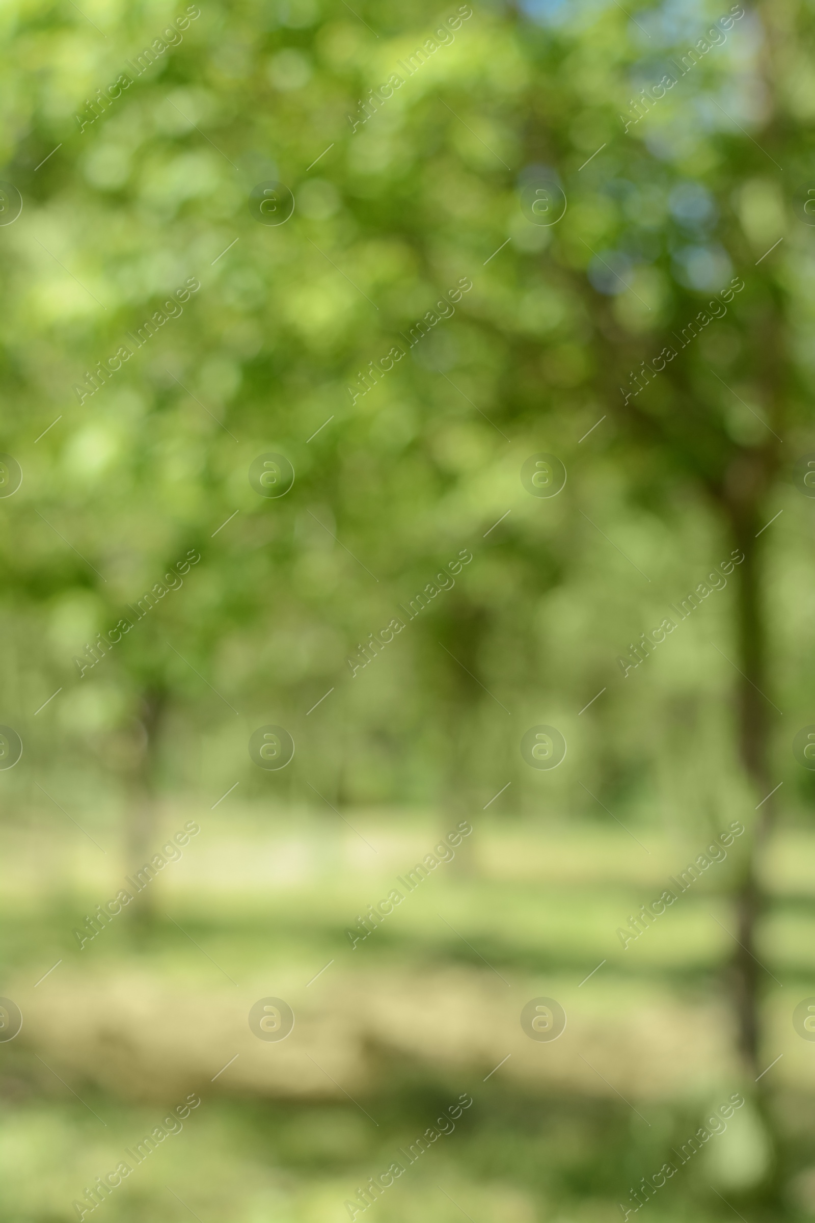 Photo of Park with trees on sunny day, blurred view. Bokeh effect