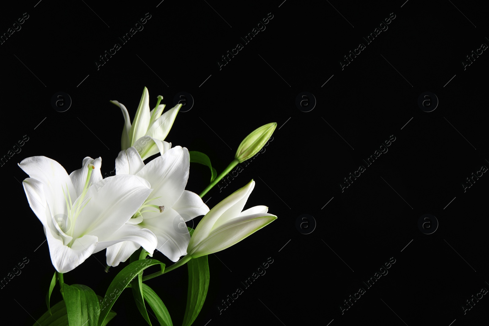 Photo of Beautiful white lily flowers on black background. Space for text