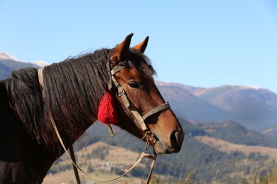Beautiful horse in mountains on sunny day, space for text. Lovely pet