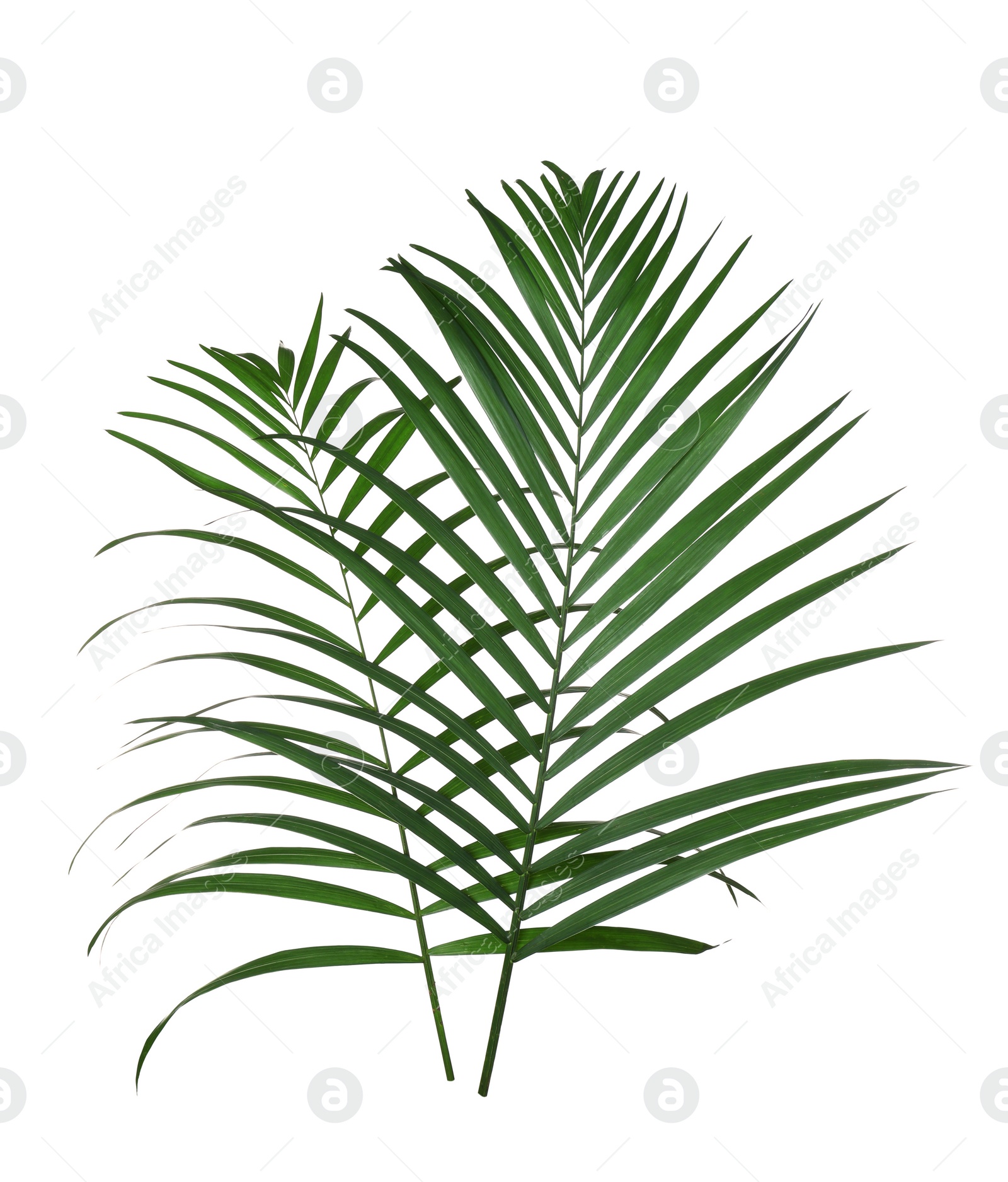 Photo of Beautiful lush tropical leaves isolated on white