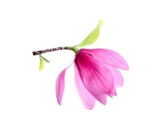 Photo of Beautiful pink magnolia flower isolated on white