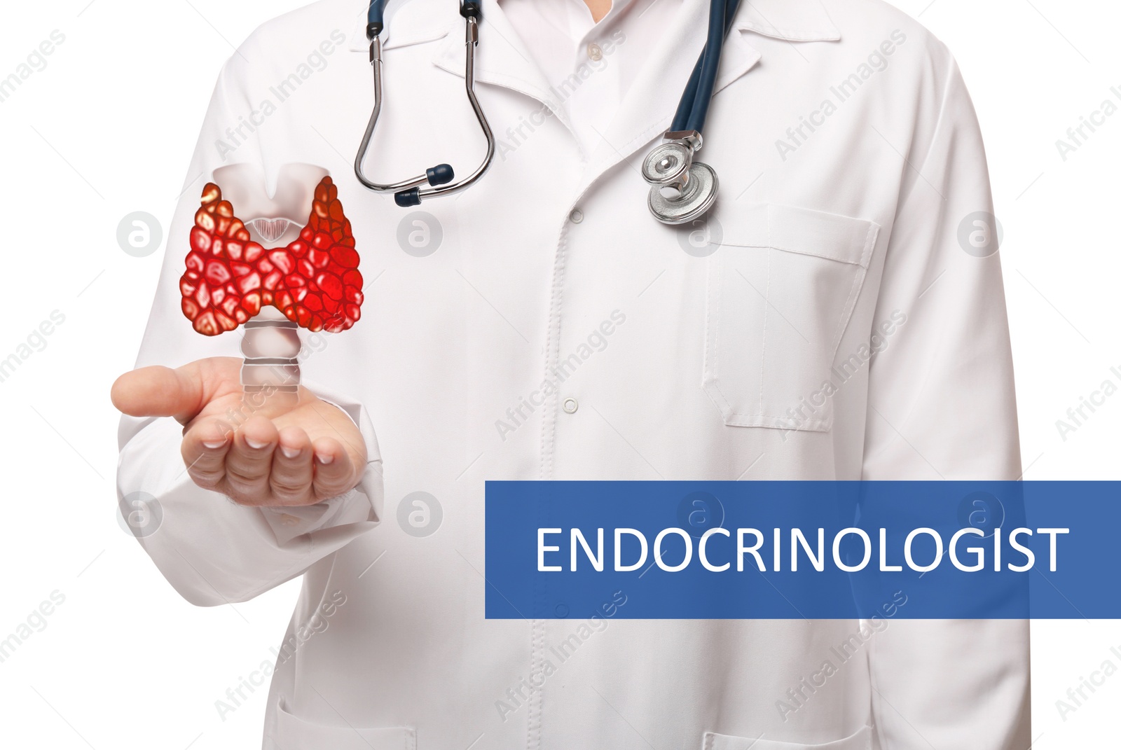 Image of Endocrinologist holding thyroid illustration on white background, closeup