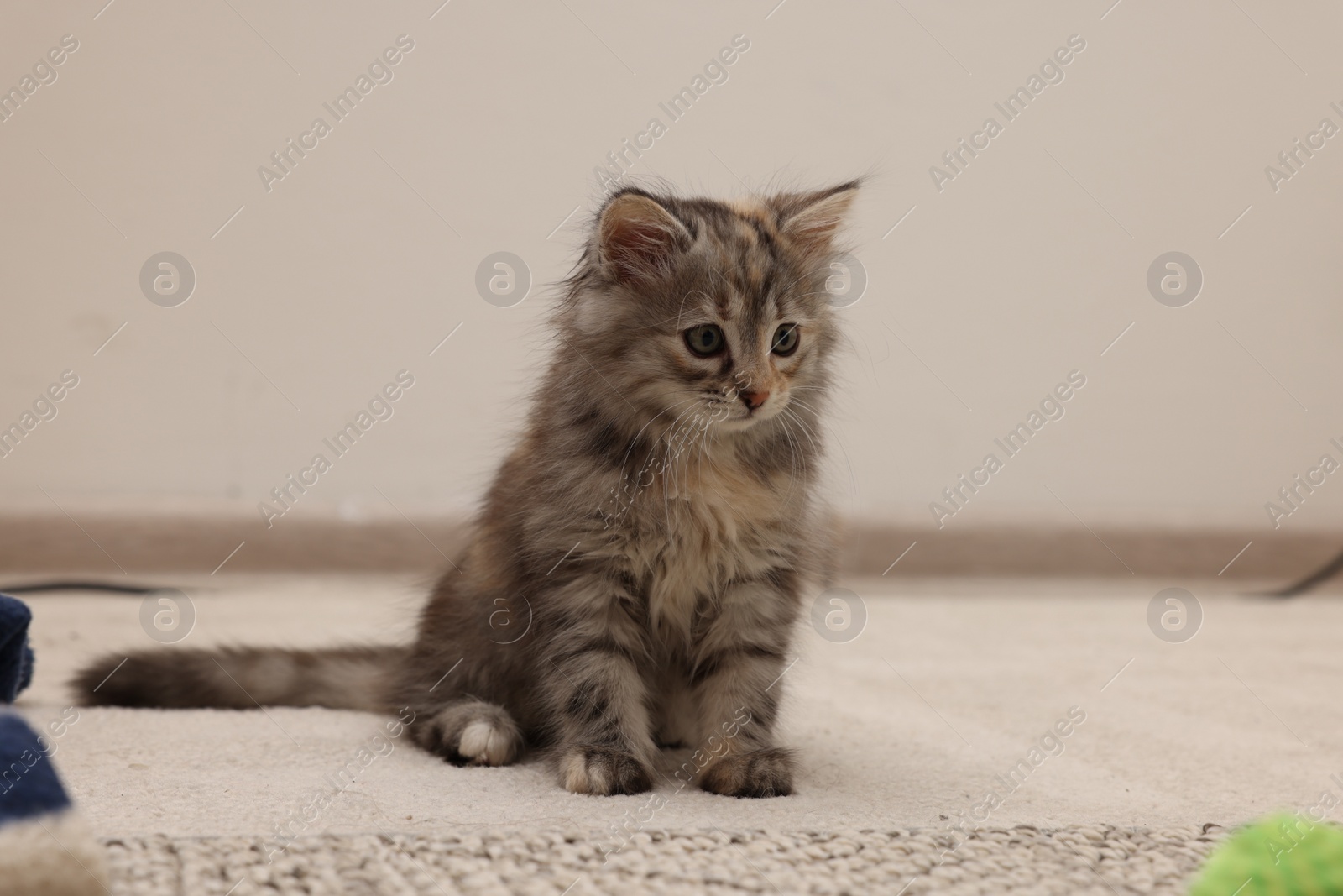 Photo of Cute fluffy kitten at home. Baby animal