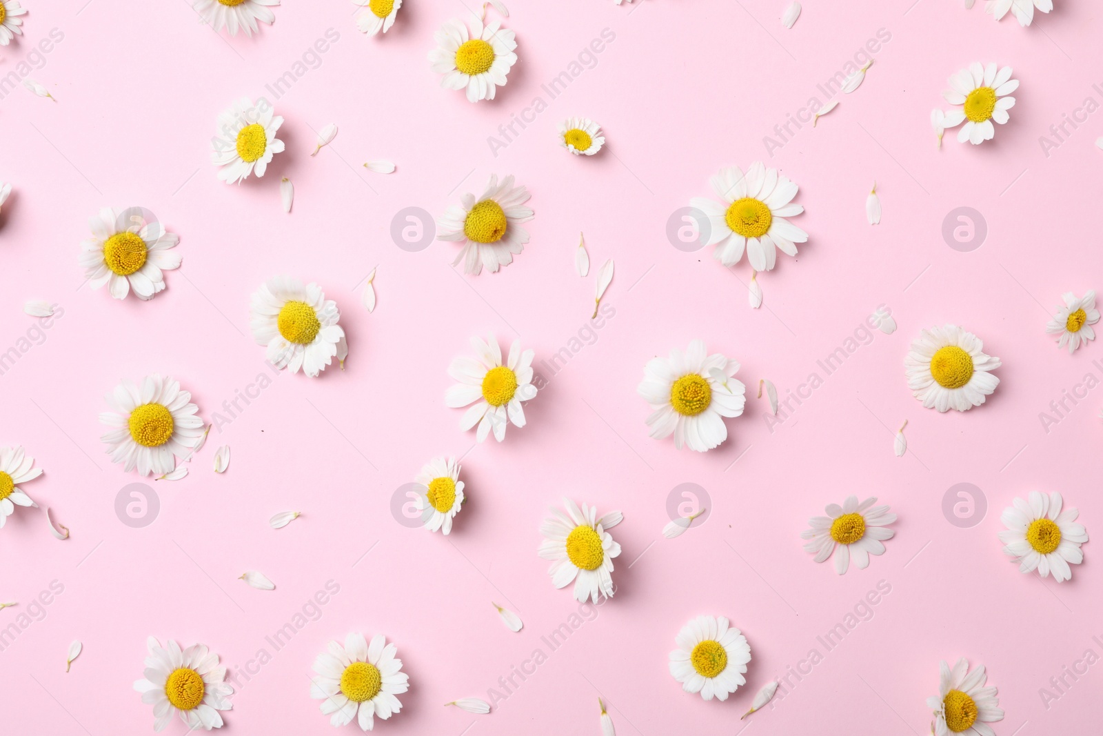 Photo of Flat lay composition with fresh chamomiles on pink background