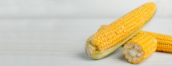 Image of Raw corn cobs on wooden table, space for text. Banner design