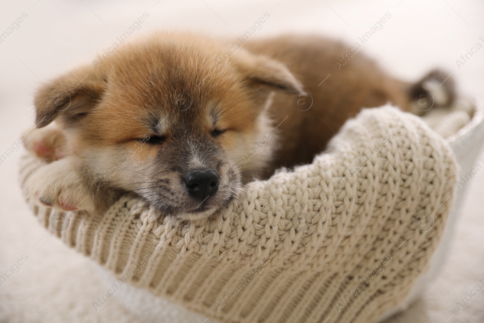 Photo of Adorable Akita Inu puppy in dog bed indoors, closeup