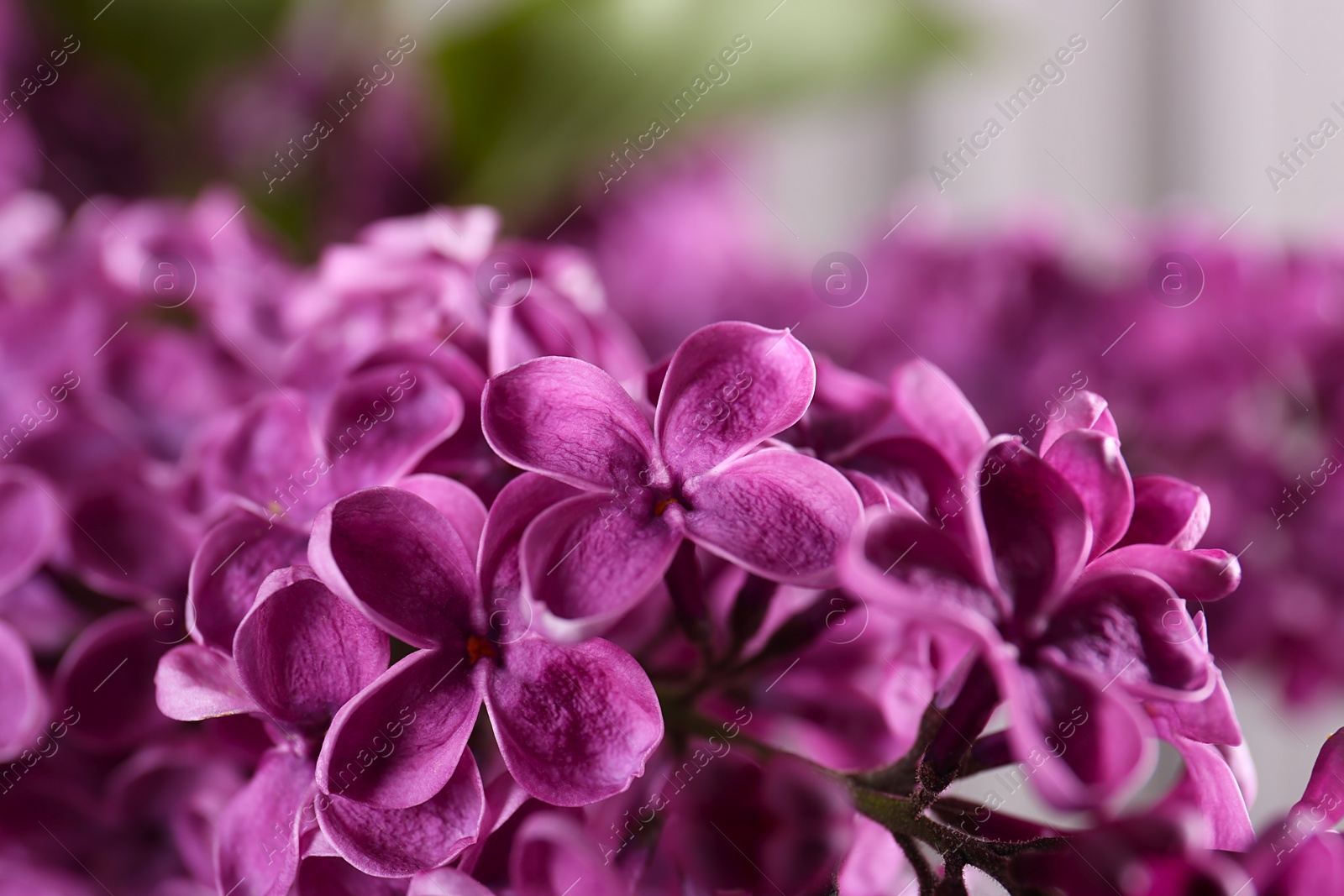 Photo of Beautiful blooming lilac flowers on blurred background, closeup