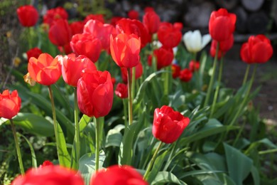 Beautiful red tulip flowers growing in garden. Spring season