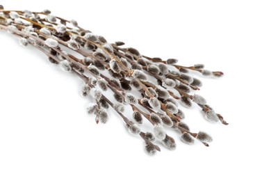 Photo of Beautiful blooming pussy willow branches on white background