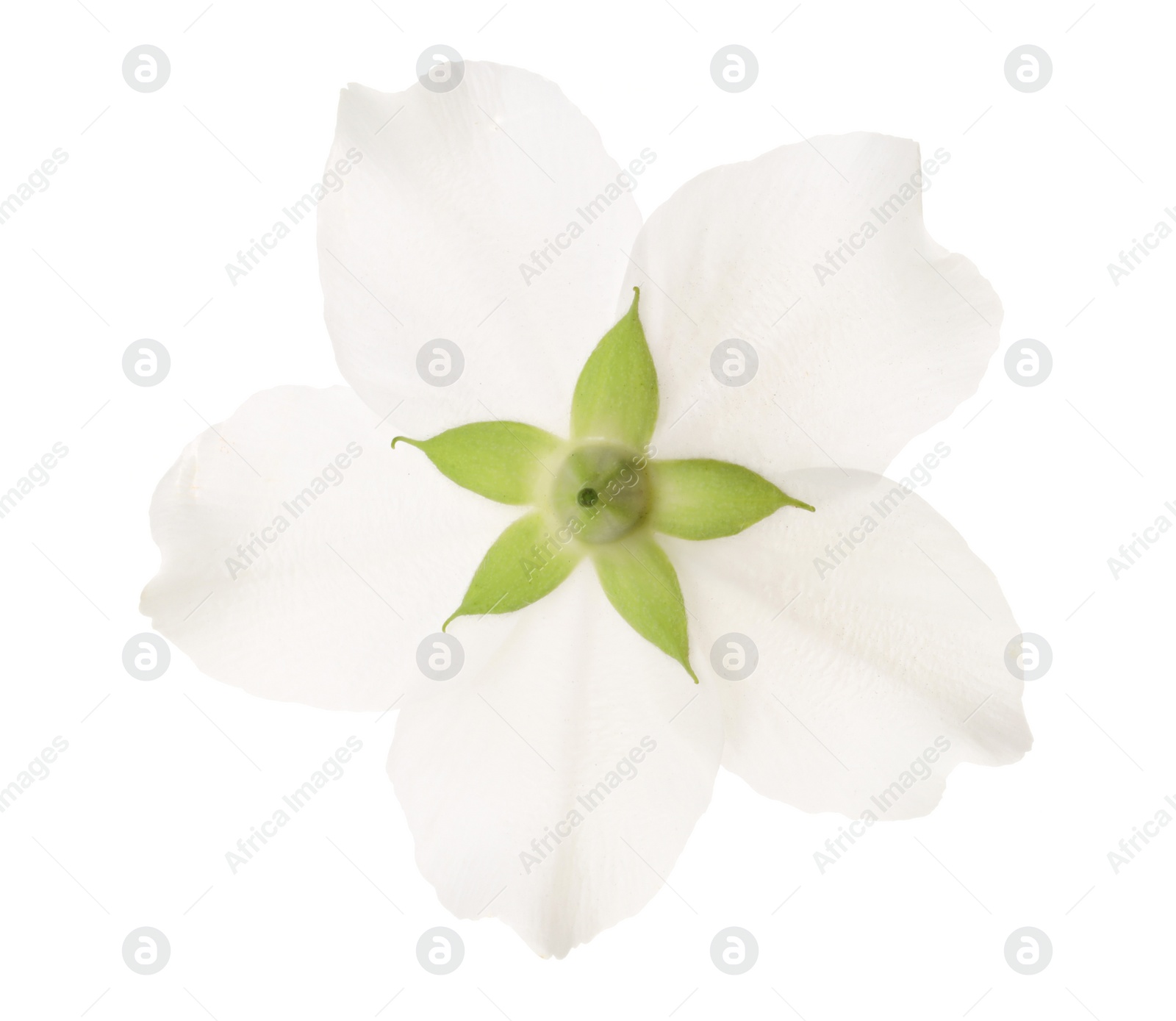 Photo of Beautiful delicate jasmine flower isolated on white