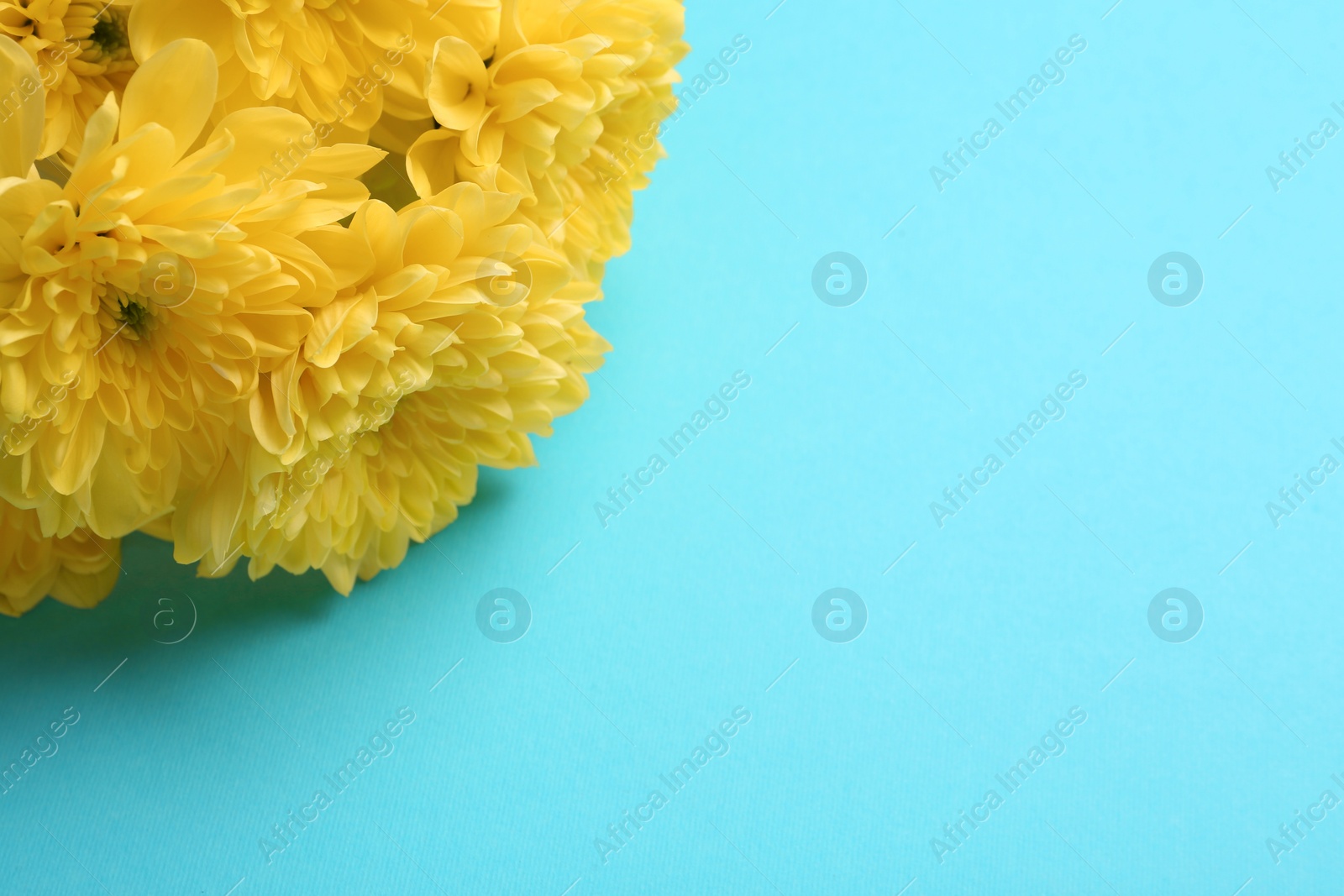 Photo of Beautiful chrysanthemum flowers on light blue background. Space for text