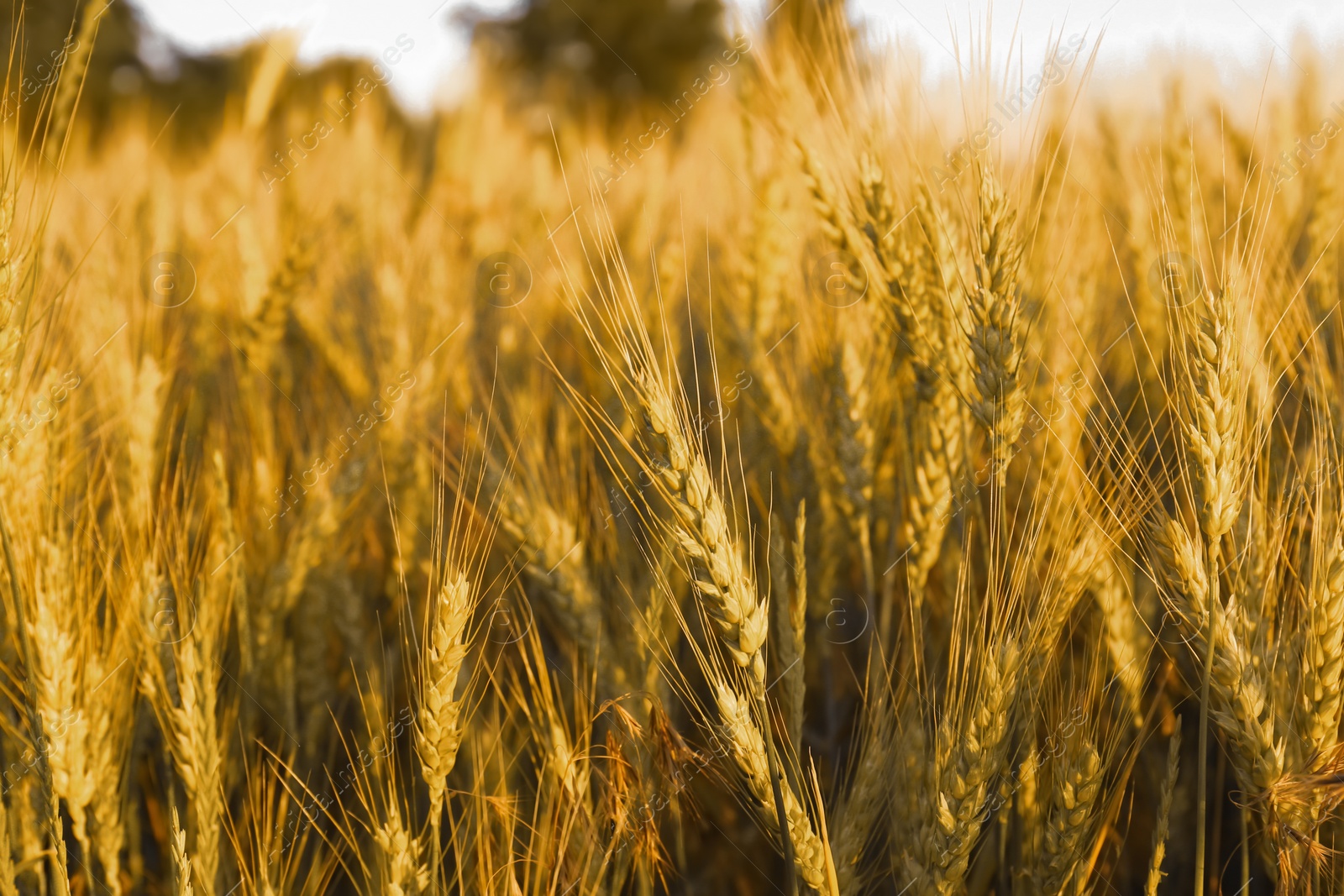 Photo of Beautiful agricultural field with ripening wheat, closeup