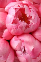 Many beautiful pink peonies as background, top view