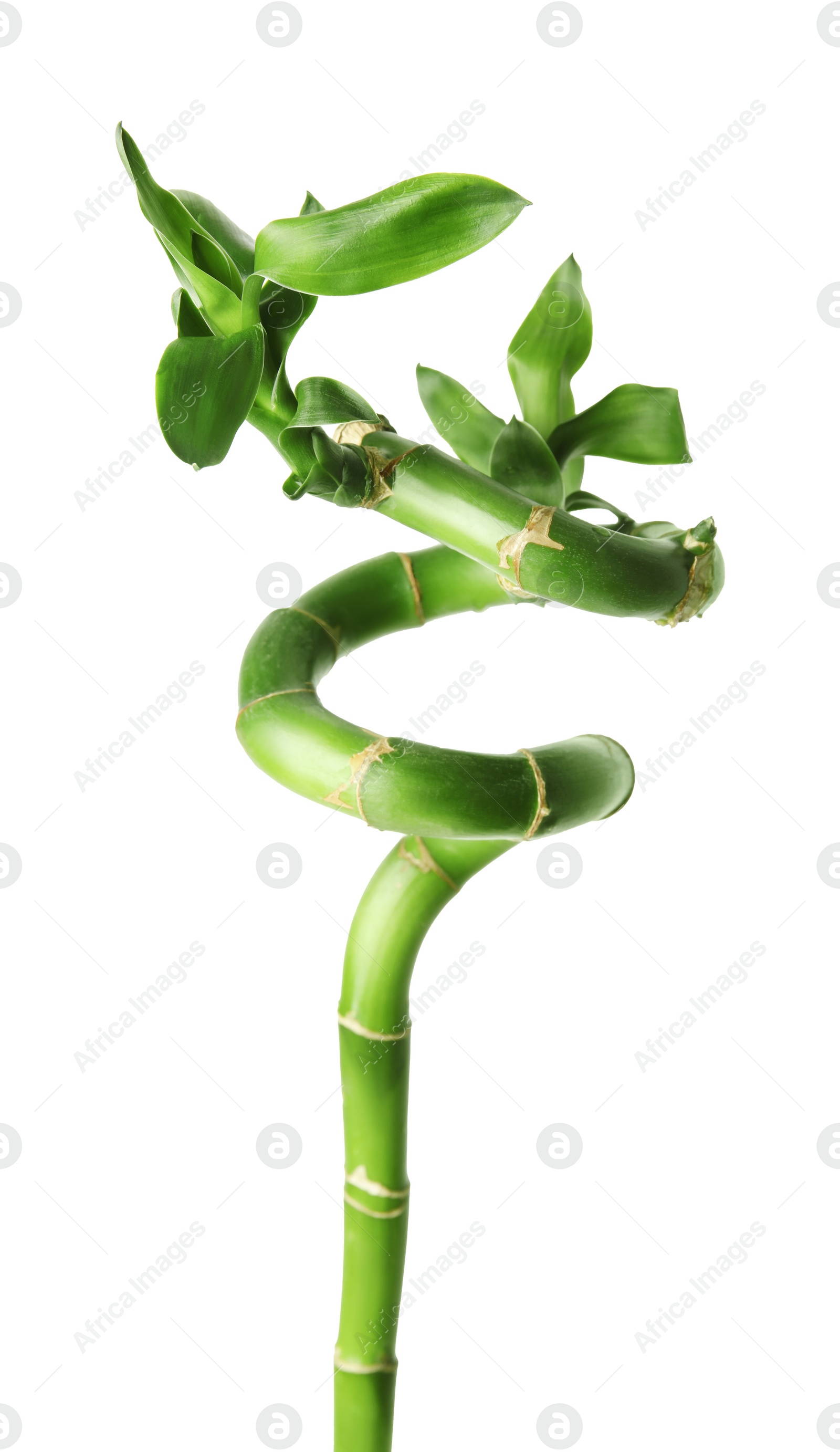 Photo of Beautiful green bamboo stem with leaves isolated on white