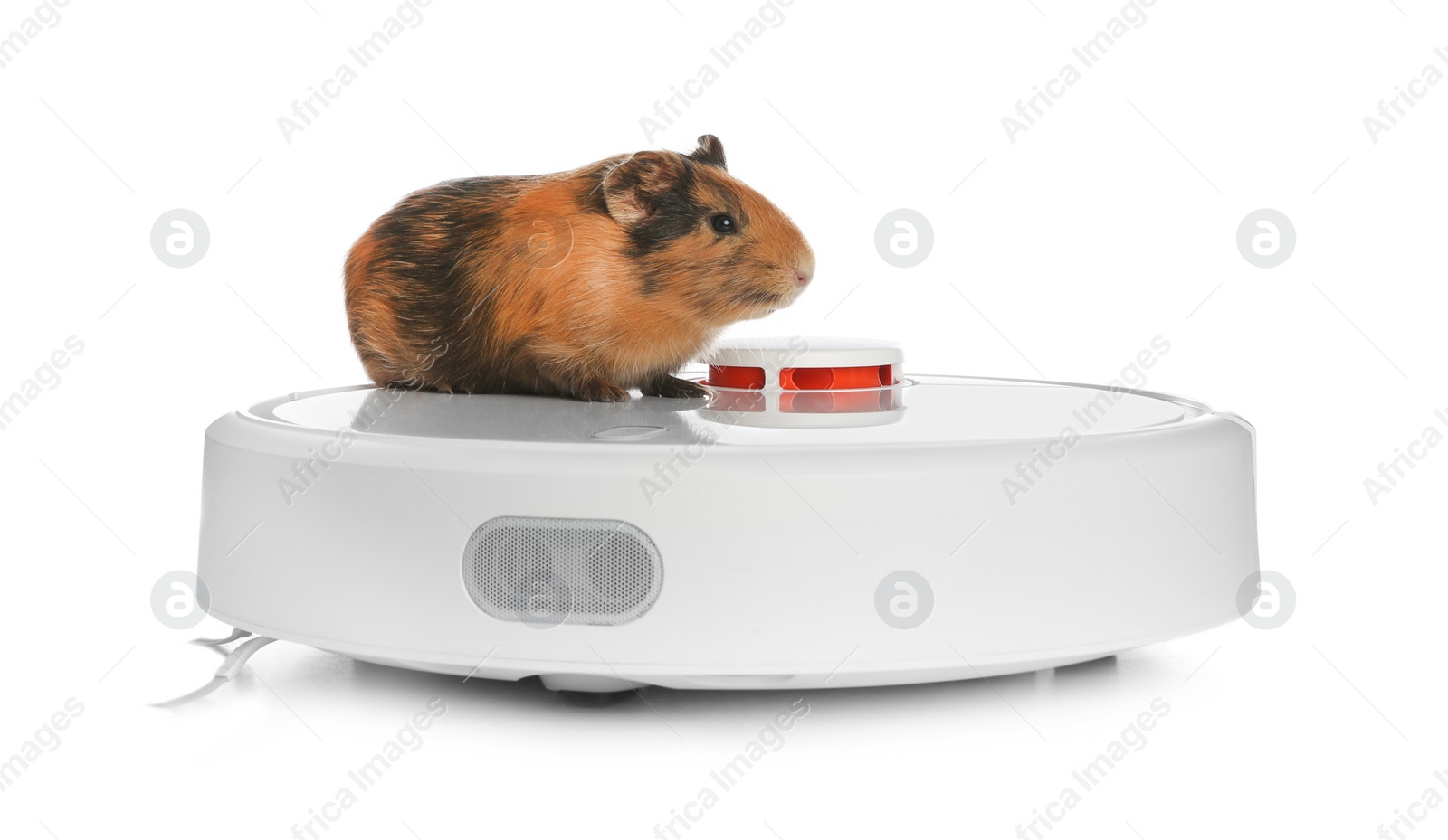 Photo of Modern robotic vacuum cleaner and guinea pig on white background