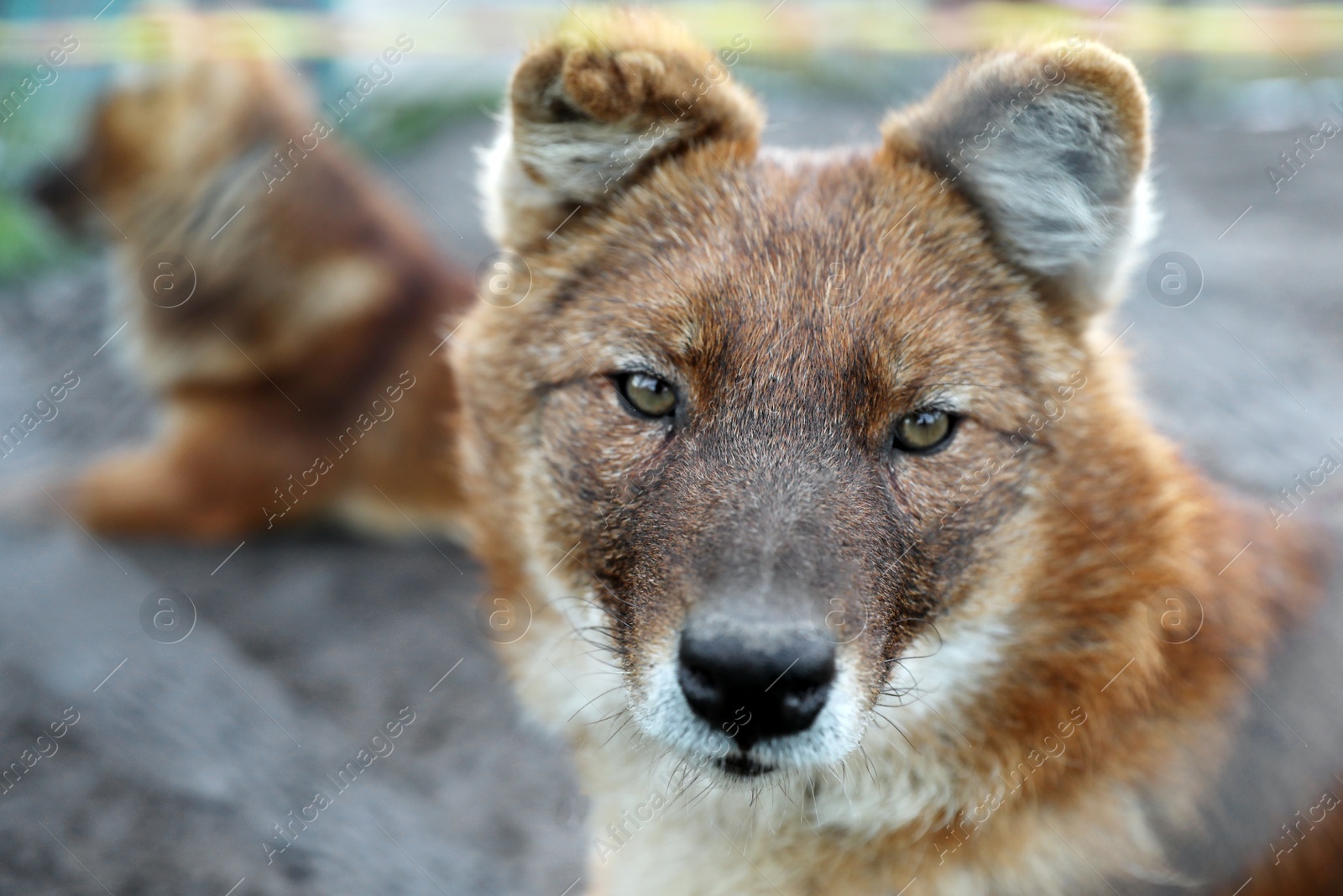Photo of Beautiful wild steppe wolf in zoo, closeup