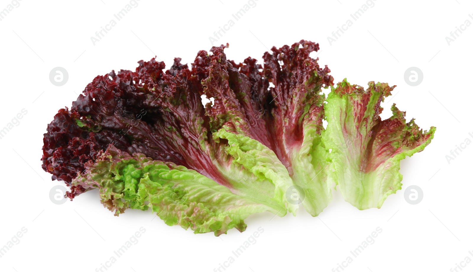 Photo of Leaves of fresh red coral lettuce isolated on white