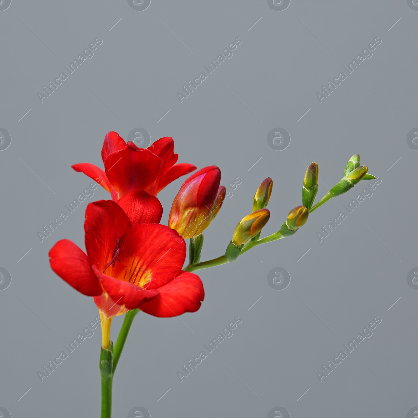 Photo of Beautiful freesia flower on grey background