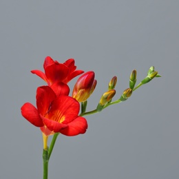 Photo of Beautiful freesia flower on grey background