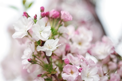 Photo of Closeup view of tree branch with tender flowers outdoors. Amazing spring blossom