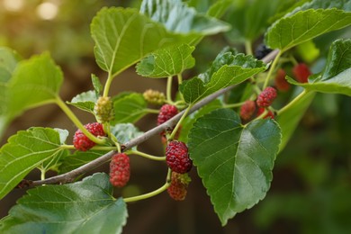 Photo of Branch with unripe mulberries in garden, closeup