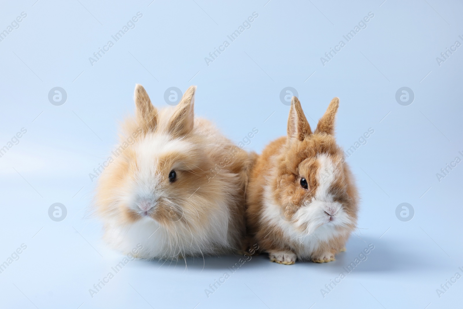 Photo of Cute little rabbits on light blue background