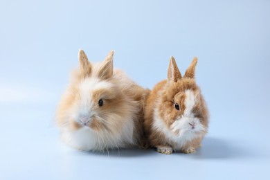 Cute little rabbits on light blue background