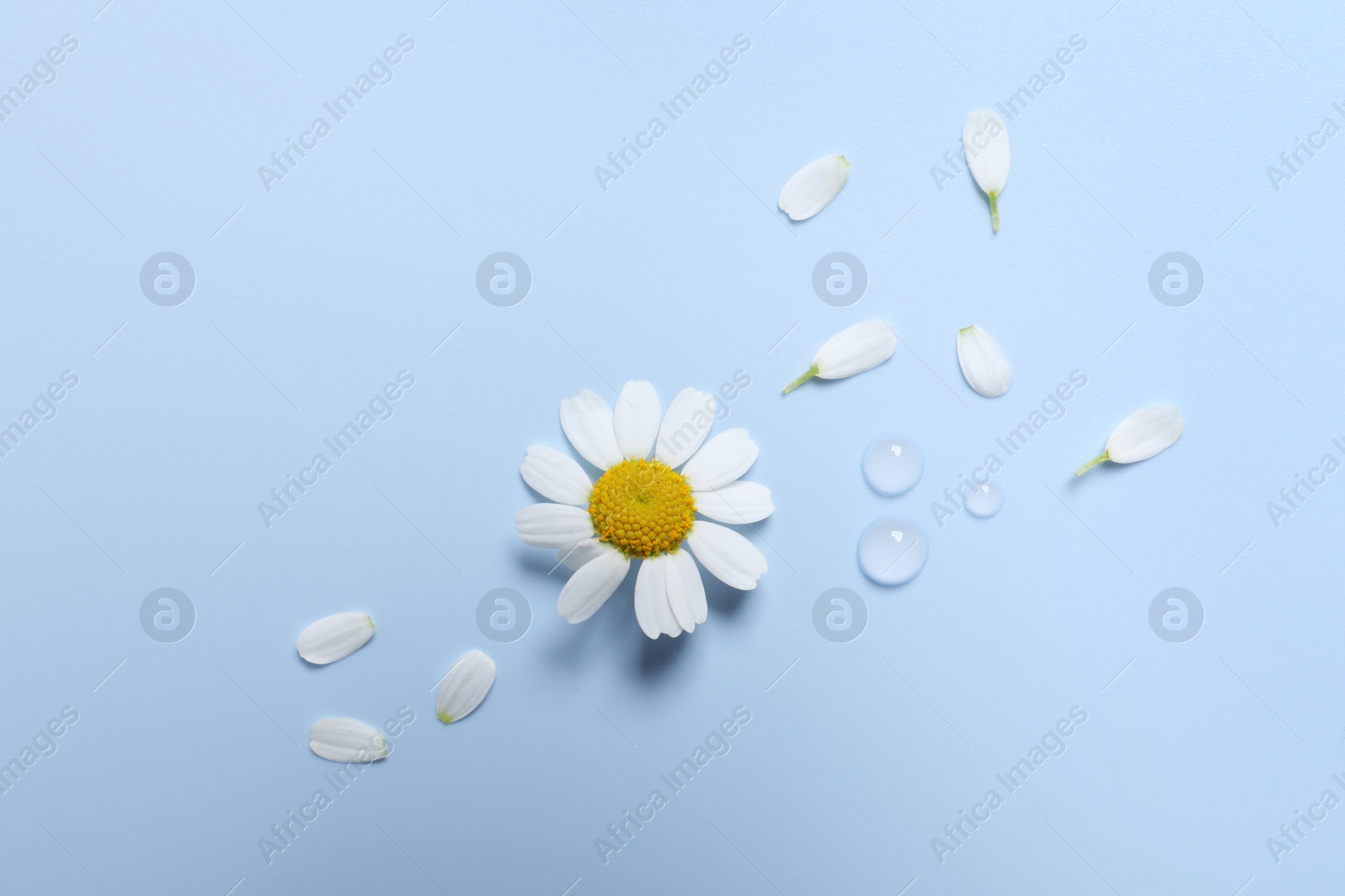 Photo of Drops of cosmetic serum, chamomile flower and petals on light blue background, flat lay