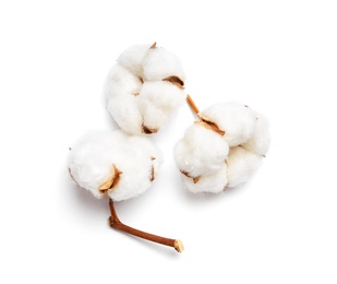 Beautiful fluffy cotton flowers on white background