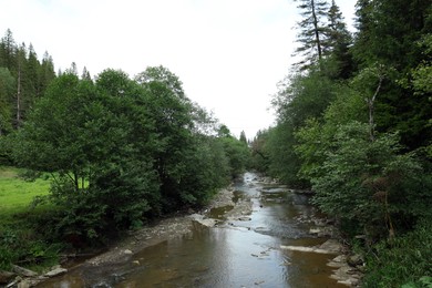 Photo of Picturesque view of river surrounded by green plants in forest