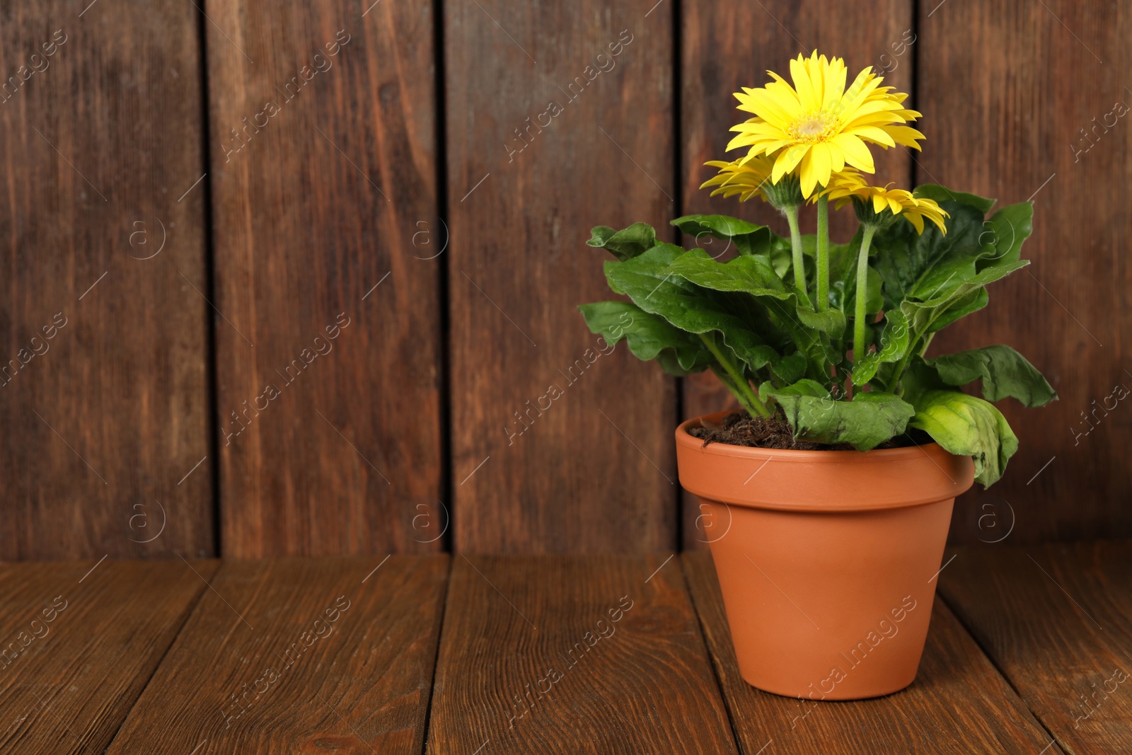 Photo of Beautiful blooming gerbera flower in pot on wooden table, space for text