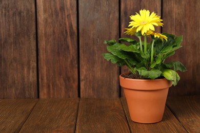 Beautiful blooming gerbera flower in pot on wooden table, space for text