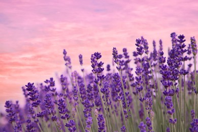 Image of Beautiful lavender meadow under sunset sky, selective focus