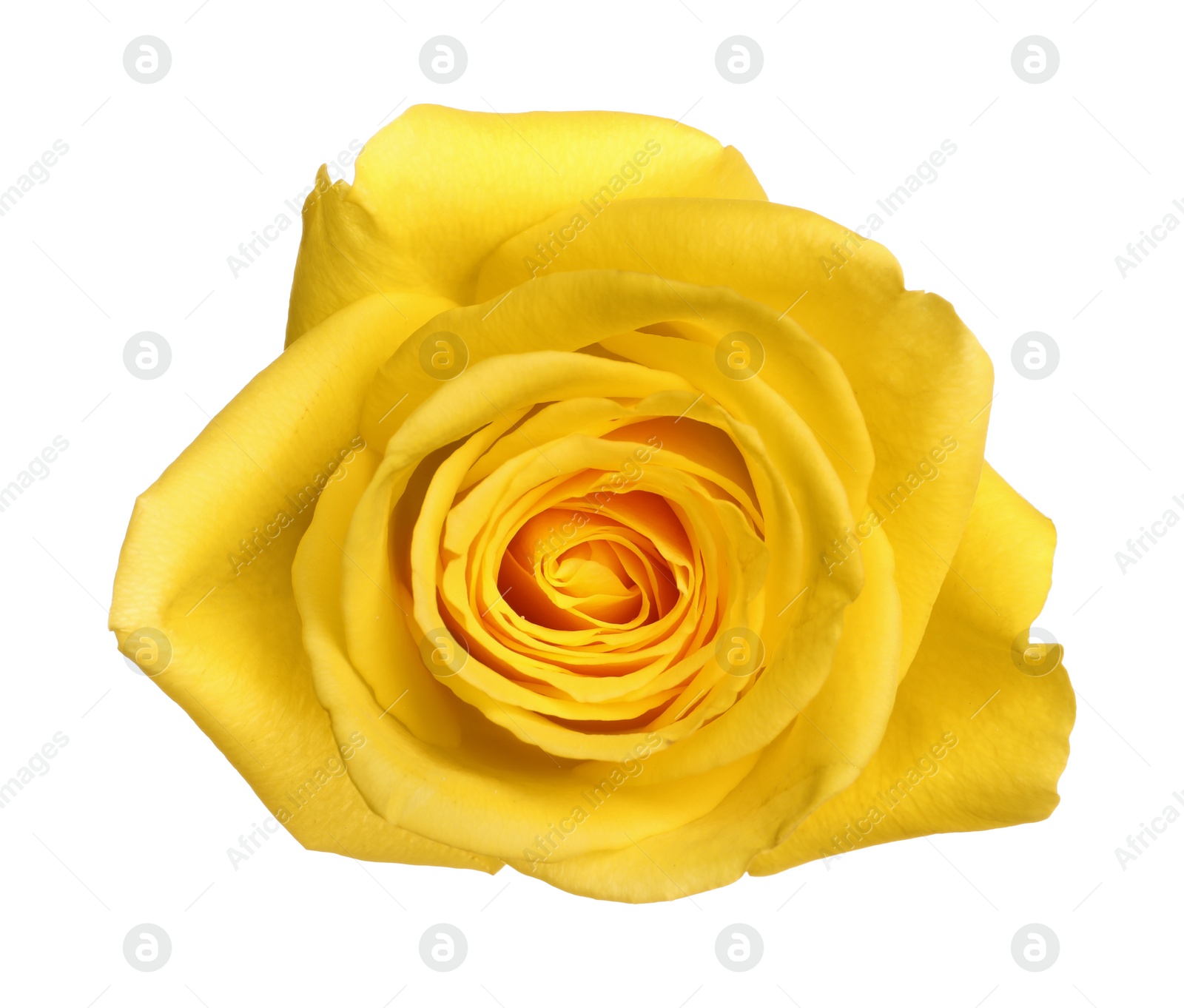 Photo of Beautiful fresh yellow rose isolated on white