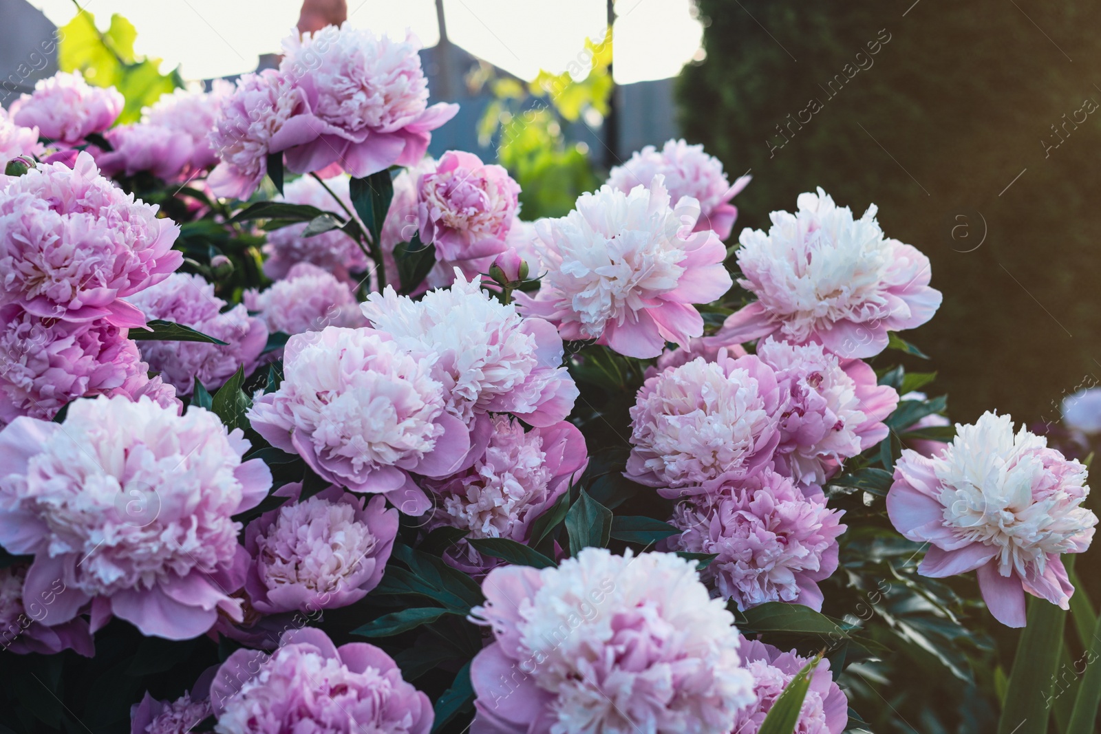 Photo of Beautiful pink peony flowers outdoors, closeup view