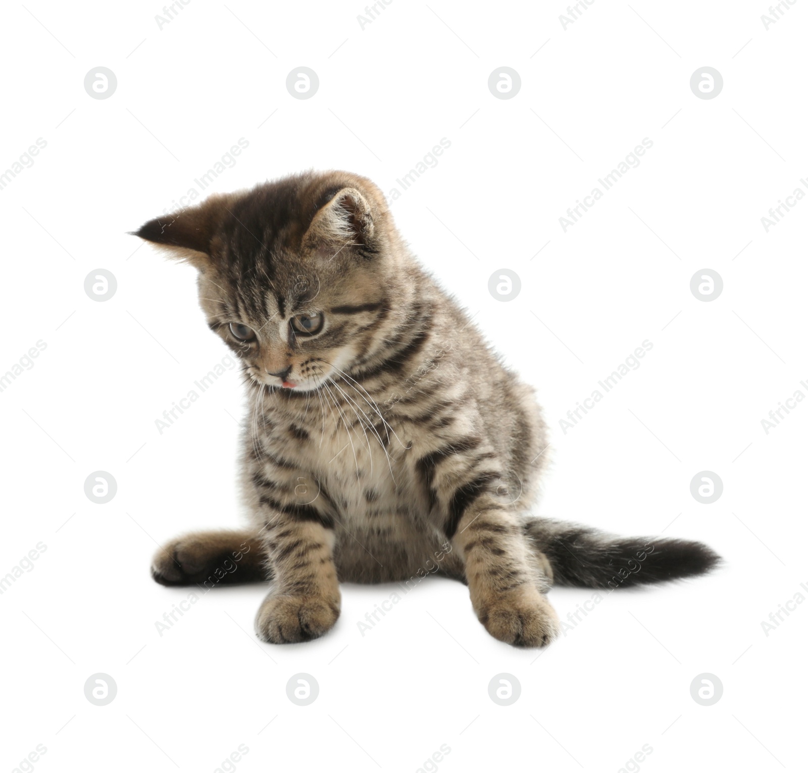 Photo of Cute tabby kitten on white background. Baby animal