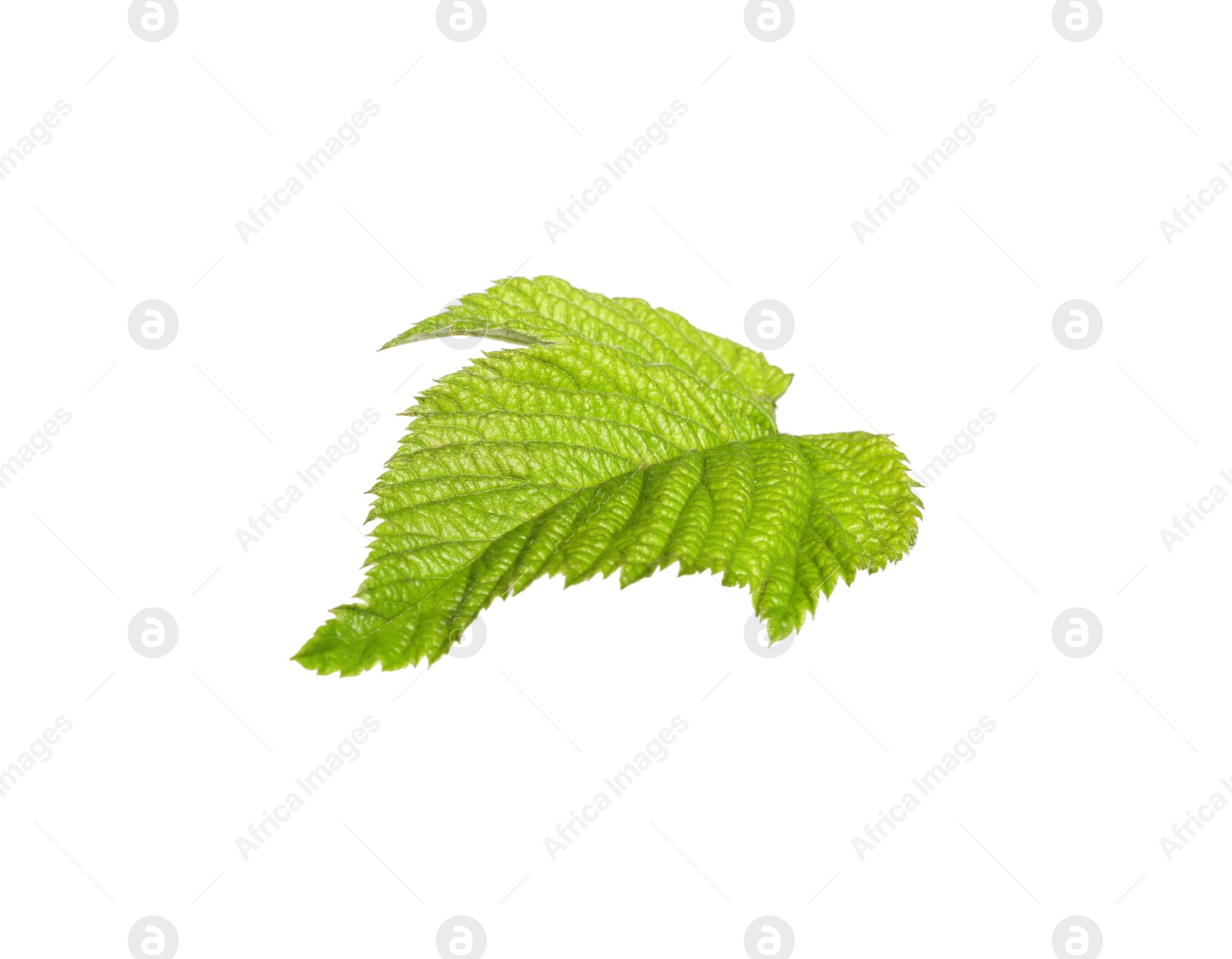 Photo of One green blackberry leaf isolated on white